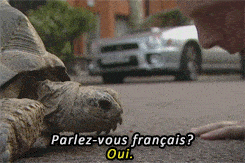 Tortoise speaking french gif