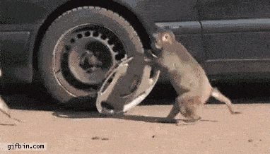 two monkeys stealing the hubcap from a car