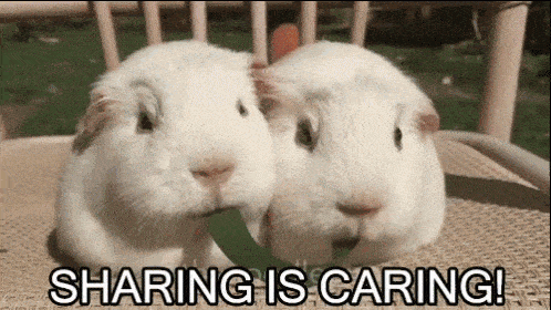 gif of two cute white bunnies sharing a green leaf 