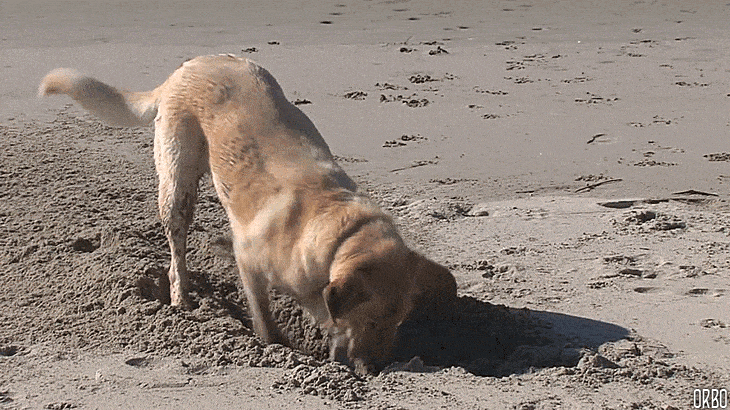 yellow lab digging a hold in sand