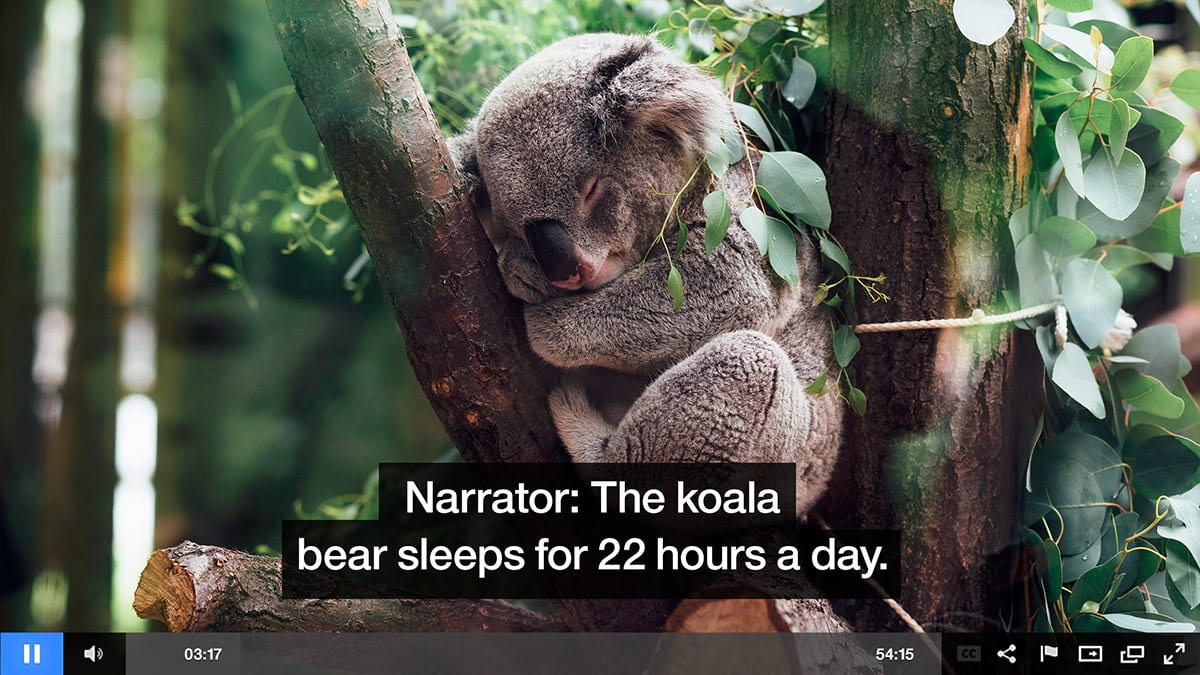 koala beat sleeping on tree 
