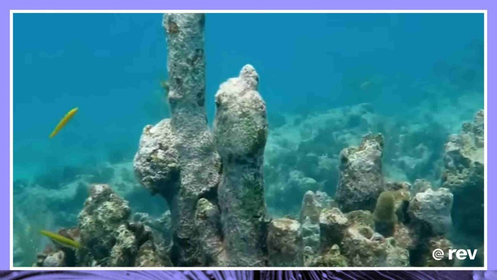 Marine biologists scramble to stop a deadly epidemic decimating coral reefs 6/01/22 Transcript
