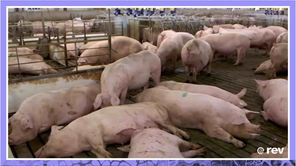 Battle over pork reaches Supreme Court Transcript