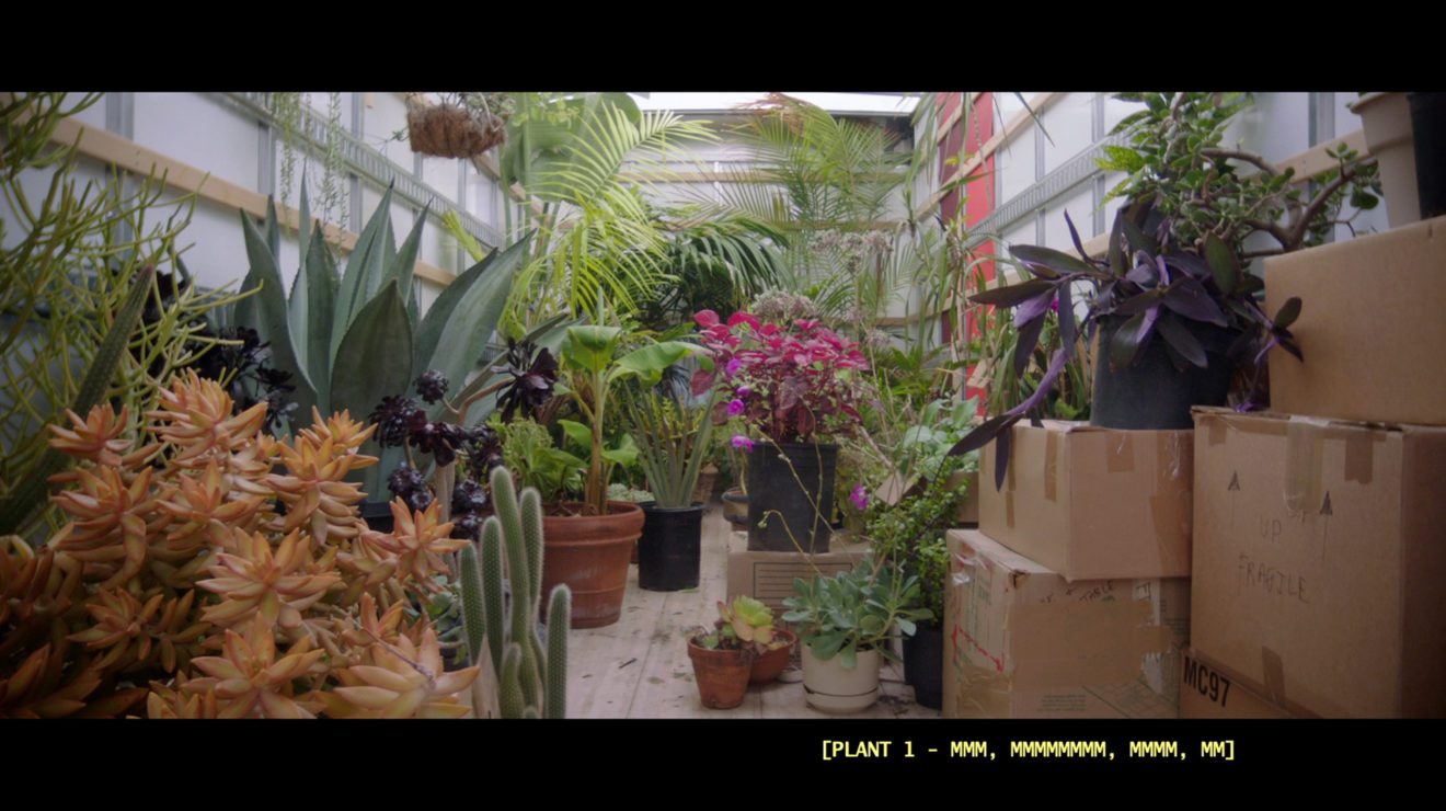 There's a crowded, well-lit warehouse filled with various succulents, plants, and flowers. There are stacked cardboard boxes in the lower-right corner of the frame. Caption reads: [PLANT 1 — MMM, MMMMMMMM, MMMM, MM]