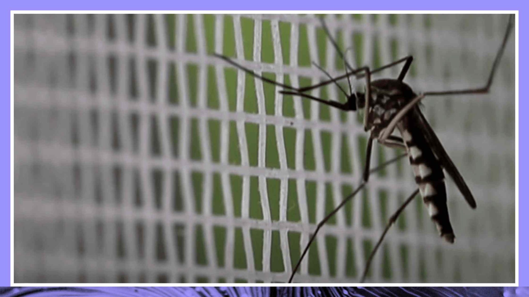 CDC Issues Malaria Alert After 5 Locally Contracted Cases Reported in the U.S. Transcript