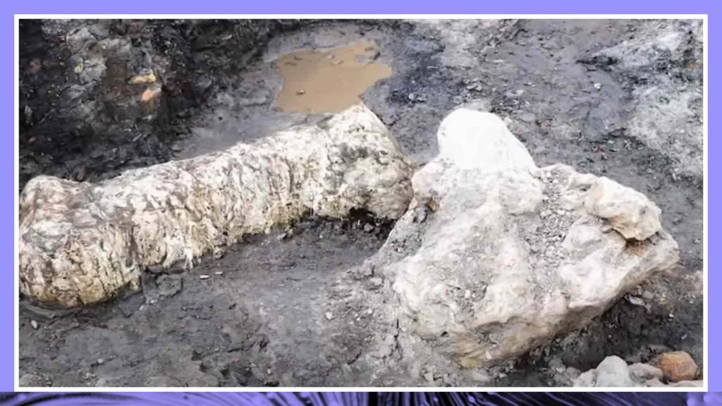 Rare Bone Bed Found at Dinosaur Park in Maryland
