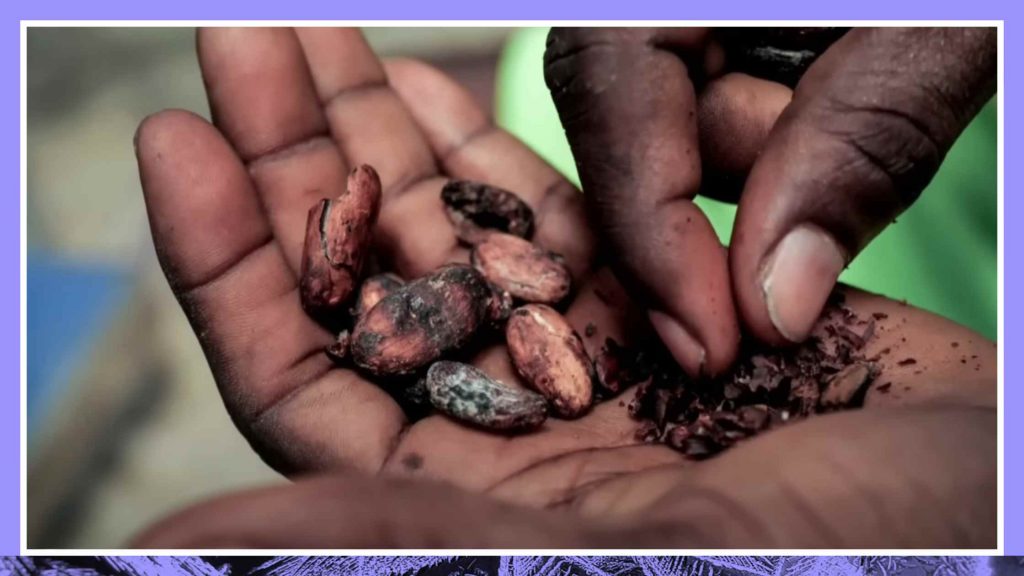 Cocoa Beans in hand